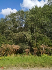 Heracleum sosnowskyi