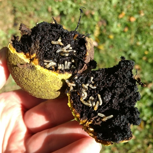 Walnut Husk Maggot Fly photo 2