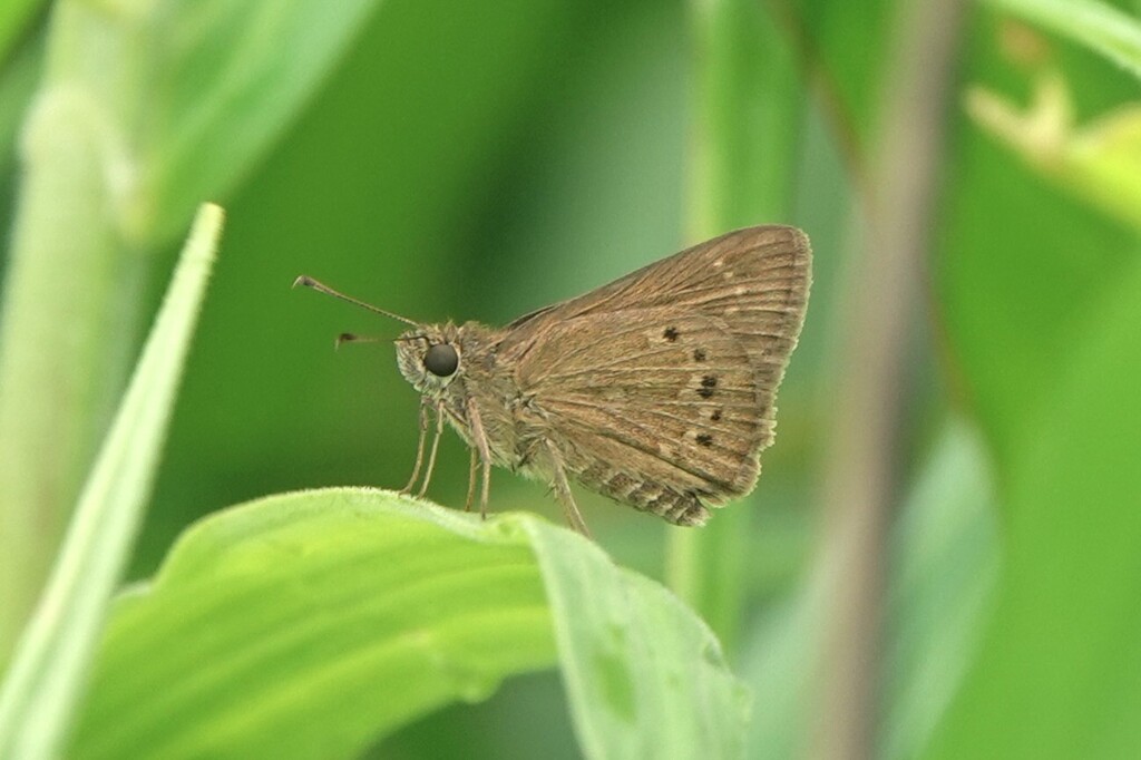 Moeris anna