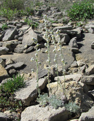 Artemisia alpina