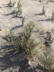 Sporobolus virginicus