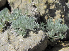 Artemisia alpina