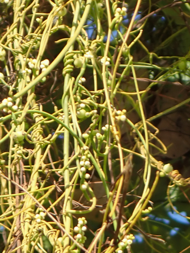 Cassytha filiformis observed 2025-06-25