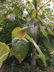 Tilia americana heterophylla