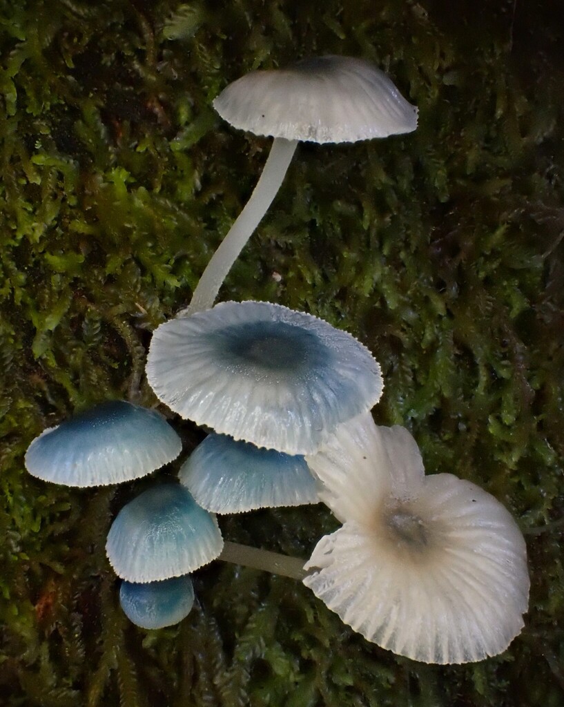 Mycena interrupta · June 2025 · photo: © beau_meister (iNaturalist, cc-by)