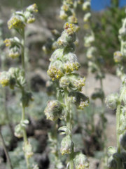 Artemisia alpina