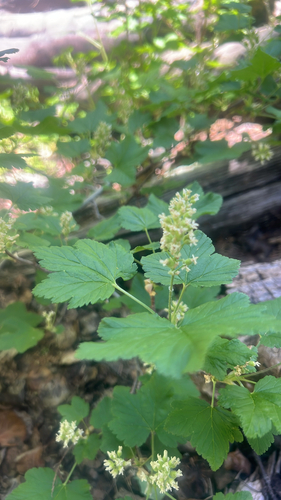 Wolf's Currant (Ribes wolfii)
