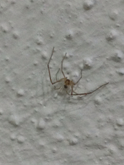 Arachnida