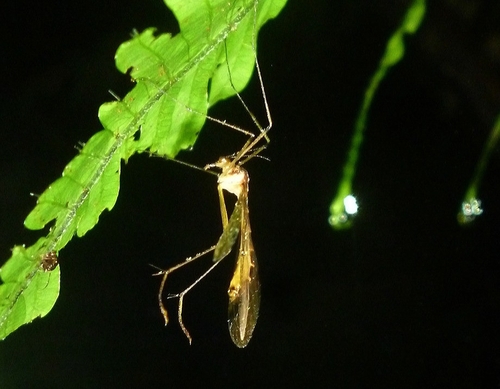 Bittacidae image