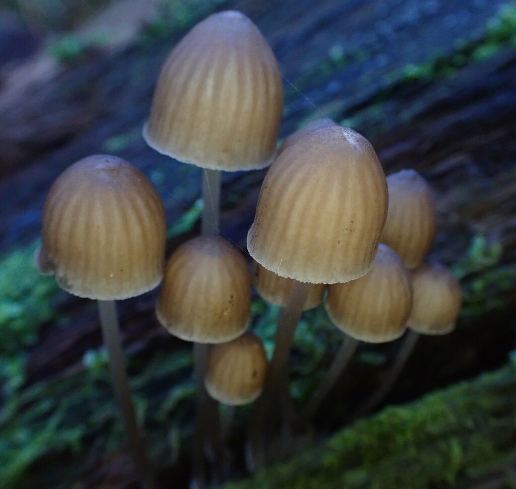 Mycena subgalericulata