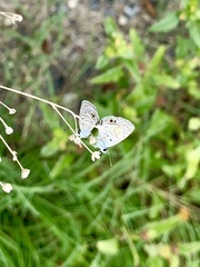 Hemiargus ceraunus astenidas
