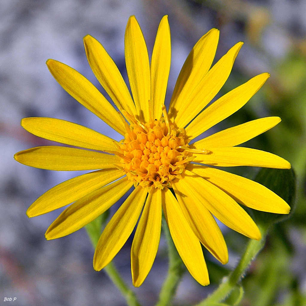 Chrysopsis