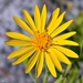 Golden Asters - Photo (c) Bob Peterson, some rights reserved (CC BY)