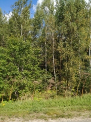 Heracleum sosnowskyi