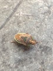 Acledra dimidiaticollis