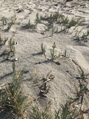 Sporobolus virginicus