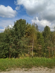 Heracleum sosnowskyi