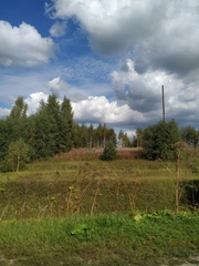 Heracleum sosnowskyi