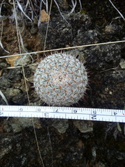 Mammillaria haageana haageana