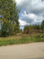 Heracleum sosnowskyi