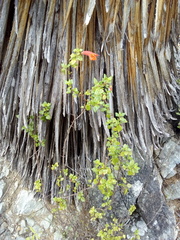 Clinopodium mexicanum