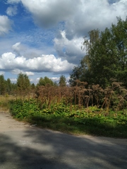 Heracleum sosnowskyi
