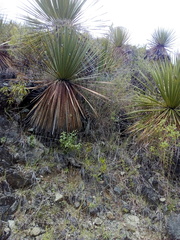 Dasylirion acrotrichum