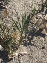 Sporobolus virginicus