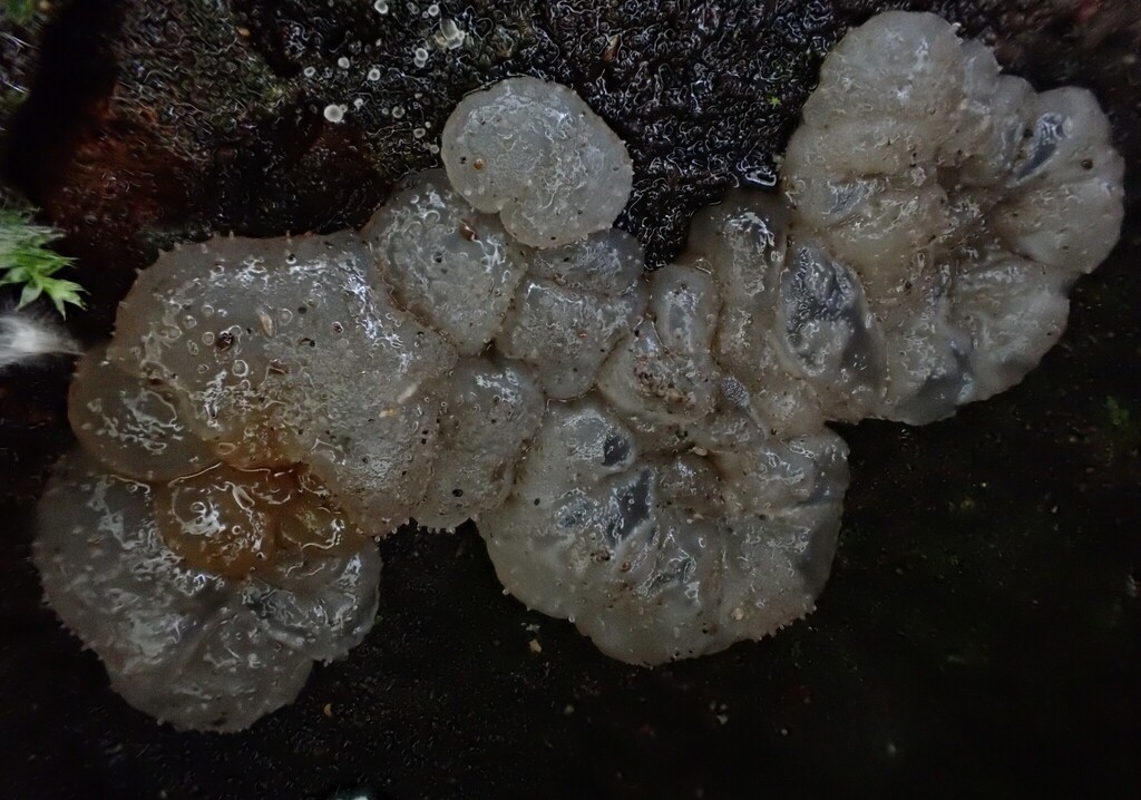 Tremellochaete australiensis