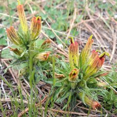 Castilleja moranensis