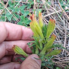 Castilleja moranensis