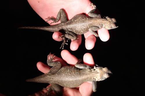 Agama picticauda image