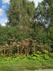 Heracleum sosnowskyi