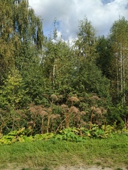 Heracleum sosnowskyi