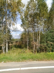 Heracleum sosnowskyi