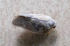 Metcalfa pruinosa