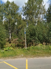 Heracleum sosnowskyi