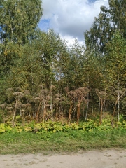 Heracleum sosnowskyi