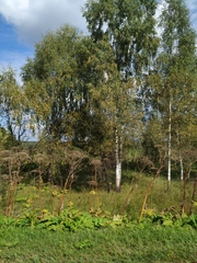 Heracleum sosnowskyi