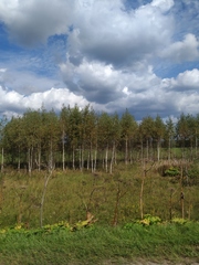 Heracleum sosnowskyi