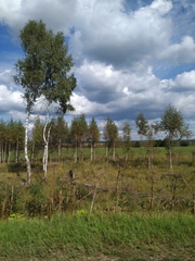 Heracleum sosnowskyi