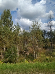 Heracleum sosnowskyi