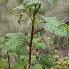 Ribes ciliatum