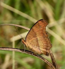 Precis ceryne ceryne