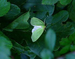 Bena bicolorana