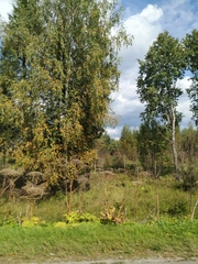 Heracleum sosnowskyi