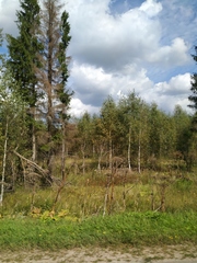 Heracleum sosnowskyi