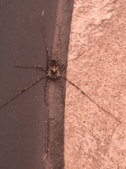 Odiellus