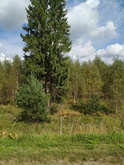 Pinus sylvestris