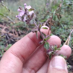 Stachys eriantha